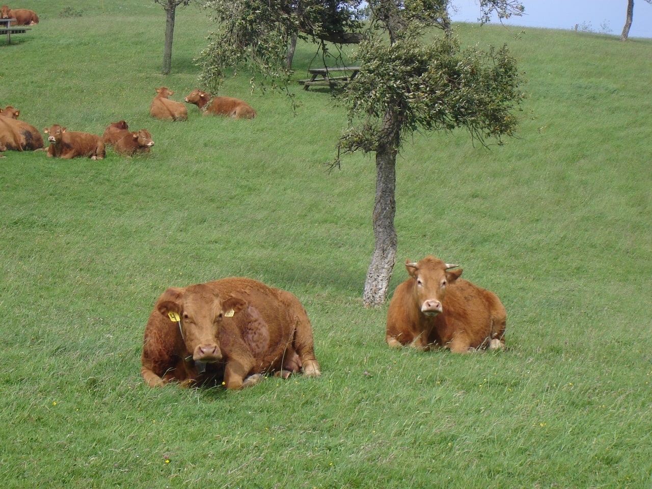 Dos vacas marrones mirando a cámara