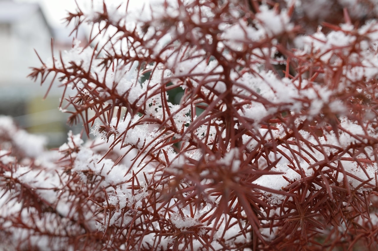 Nieve sobre un arbol con agujas rojas