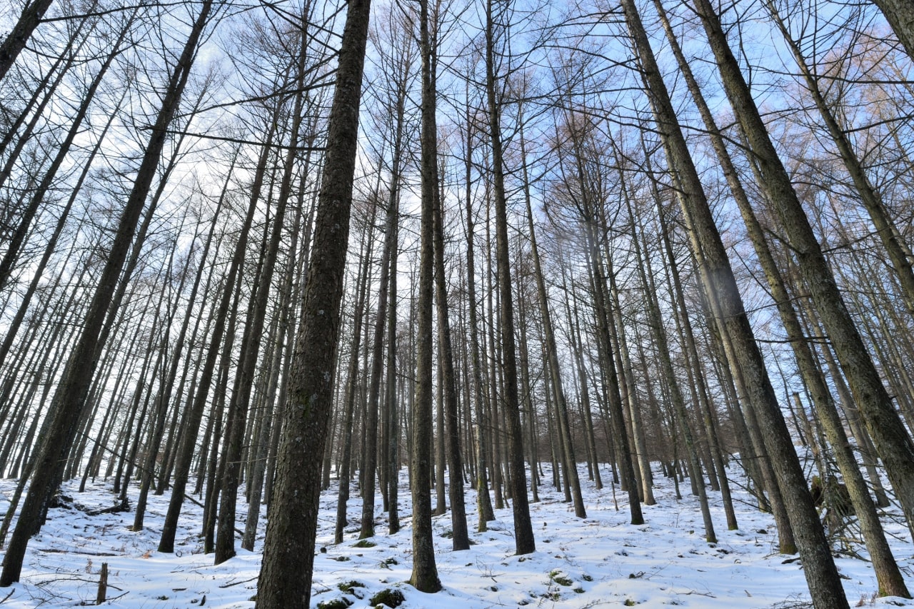 Bosque nevado con árboles rectos