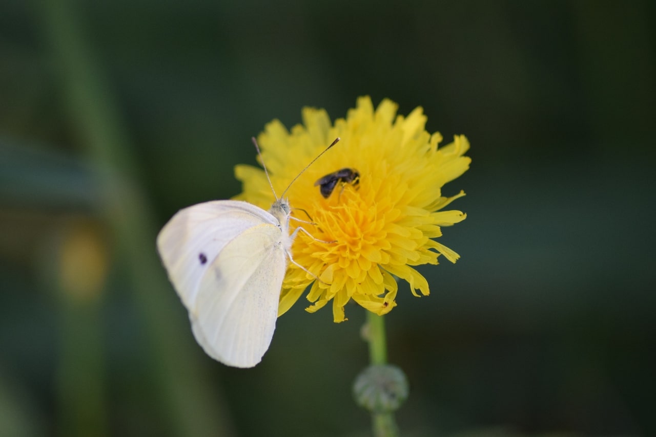 Flor amarilla con mariposa y abeja