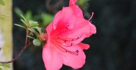 flor de azalea
