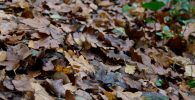 Hojas caídas en el suelo en otoño