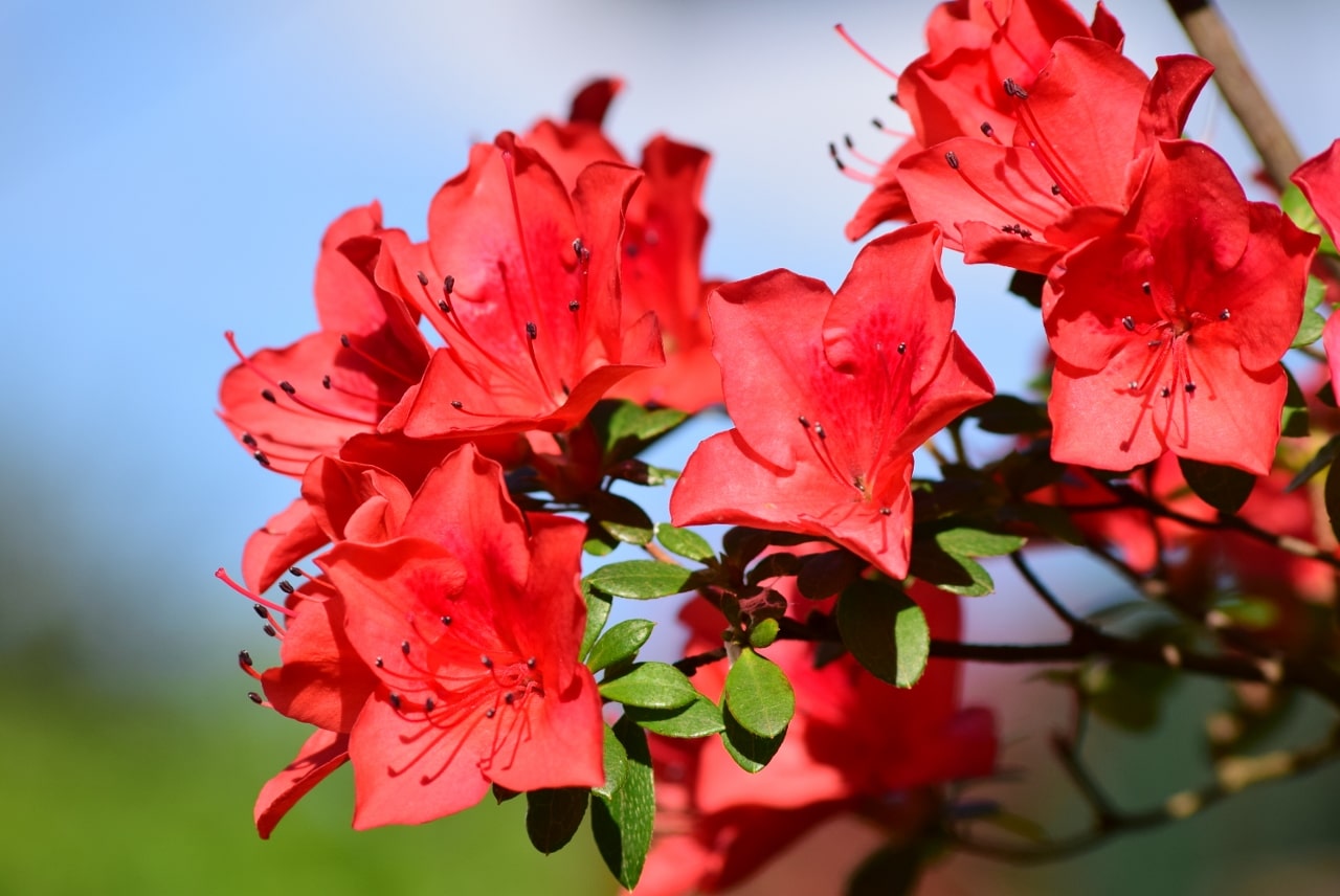 flores de azalea rojas