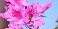 abeja en una flor morada de azalea