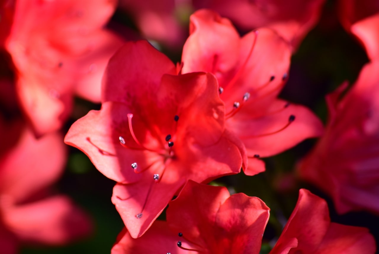 flor de azalea roja en primavera