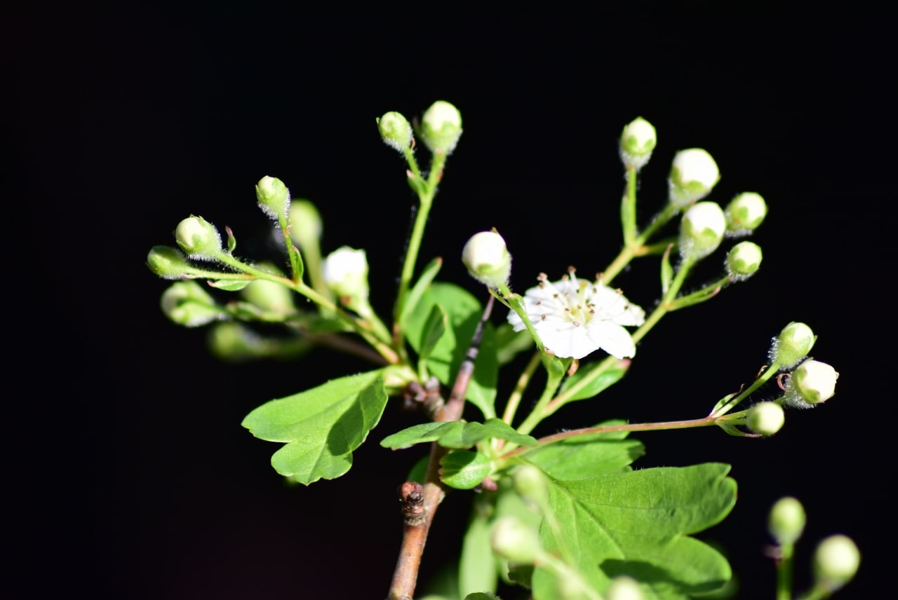 Flores blancas pequeñas