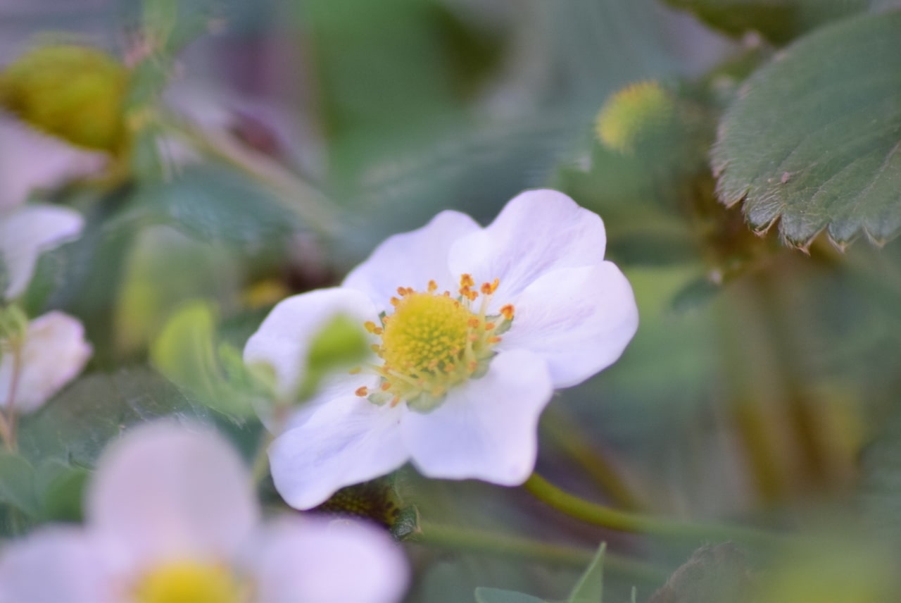 fotografia de flor blanca