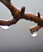 Gotas de agua en rama de manzano