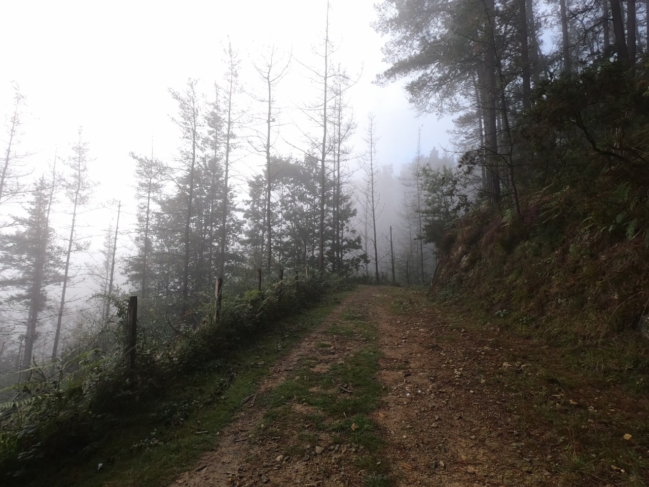 Niebla en el camino