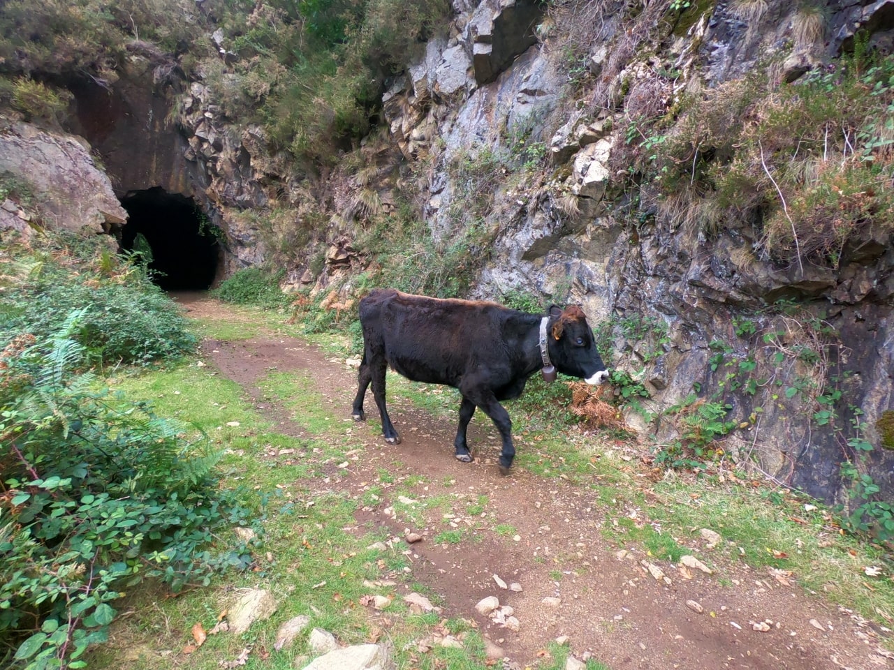 Vaca negra saliendo del túnel
