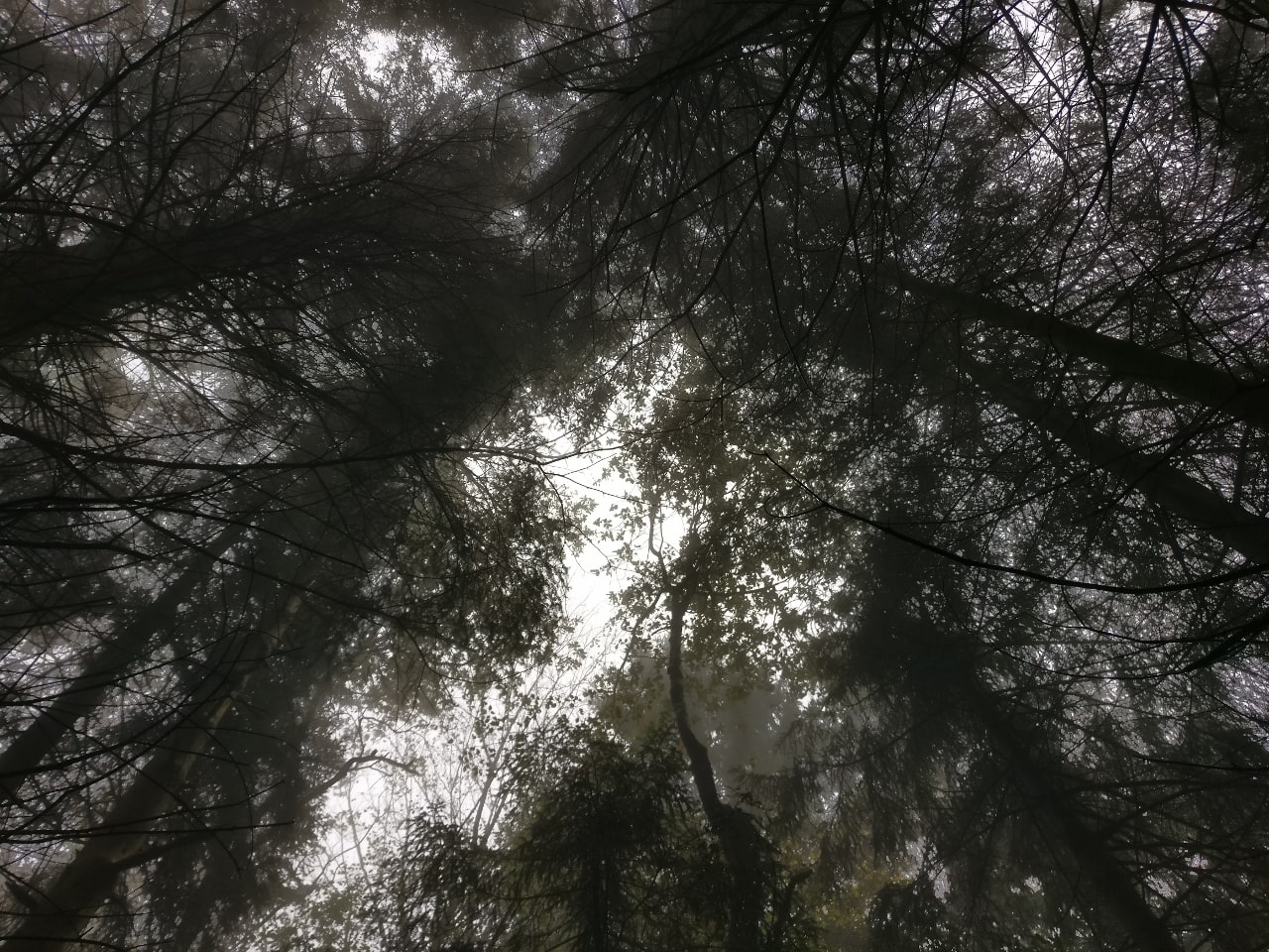 Bosque con niebla copas de árboles