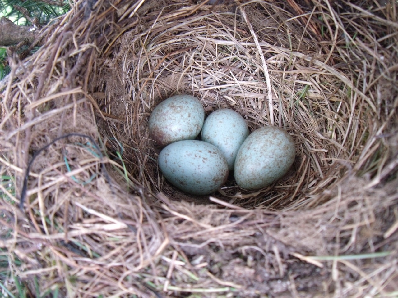 Huevos de tordo en el nido