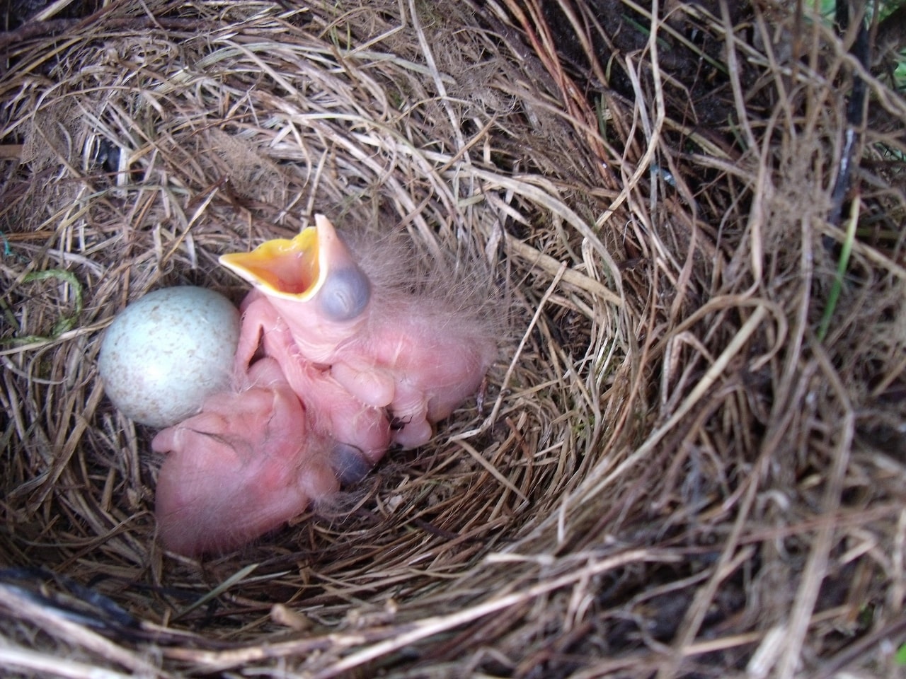 Tordos recién nacidos en el nido