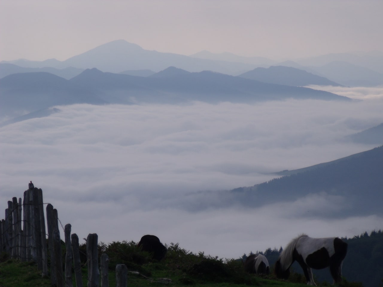 Niebla entre las montañas