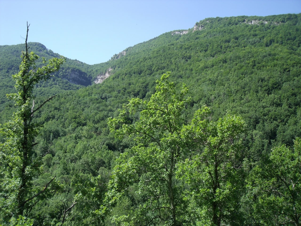 Bosques amplios y montañas
