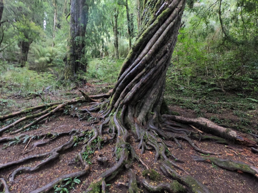 Raíces de tronco en el Parque Nacional Huerquehue