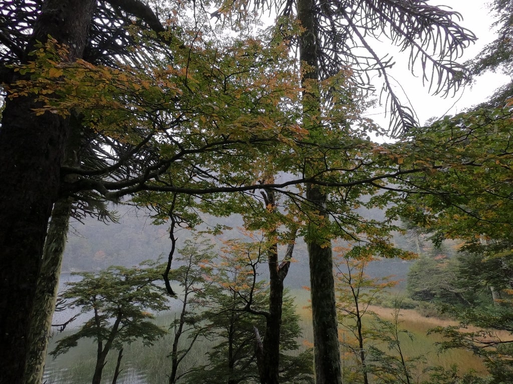 Parque Nacional Huerquehue en otoño