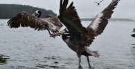 Pelicano alzando el vuelo
