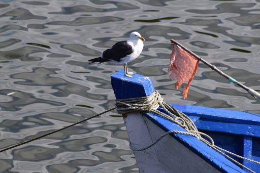 Gaviota posada en un barco