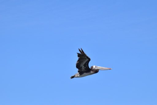 Pelicano grande volando visto desde el lateral