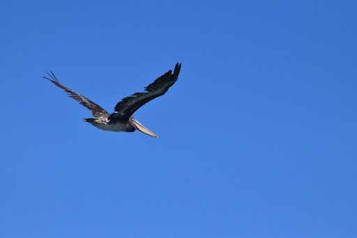 Pelicano volando