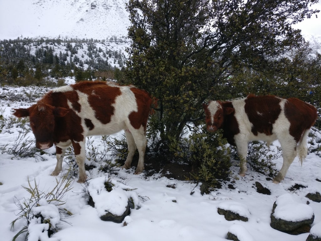 vacas en la nieve