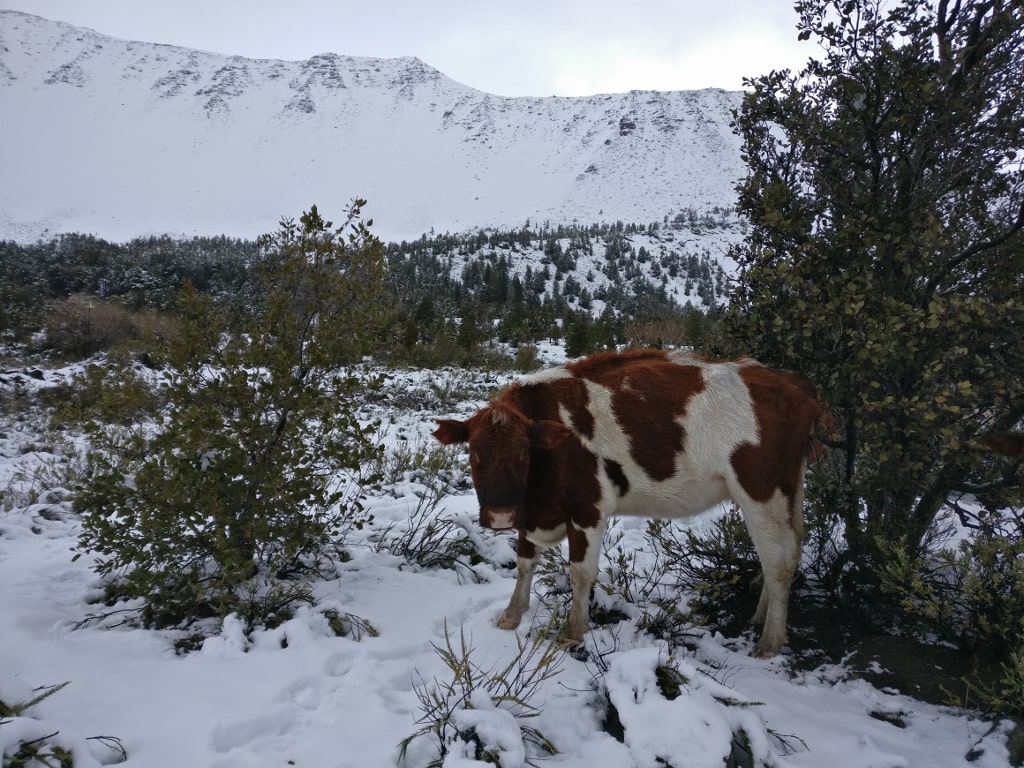 Vaca en la nieve
