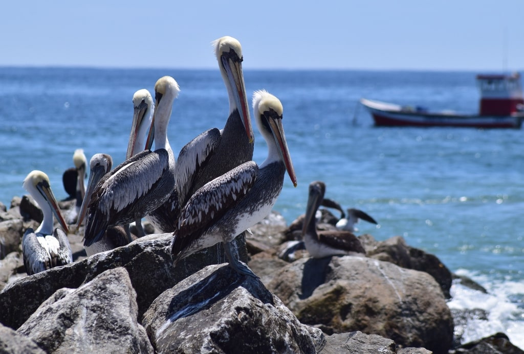 Fotos de pelicanos