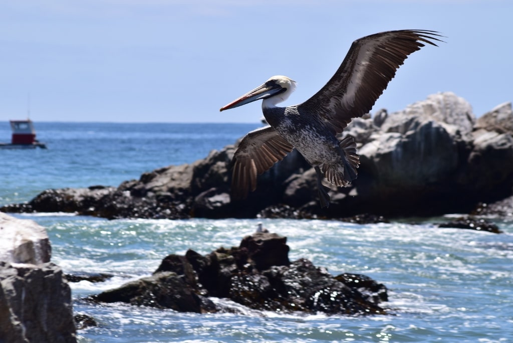 Fotos de pelicanos