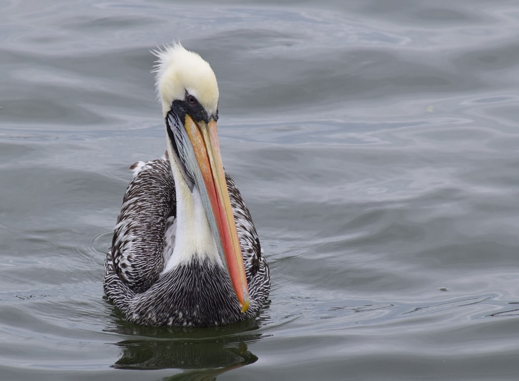 pelicanos en el mar